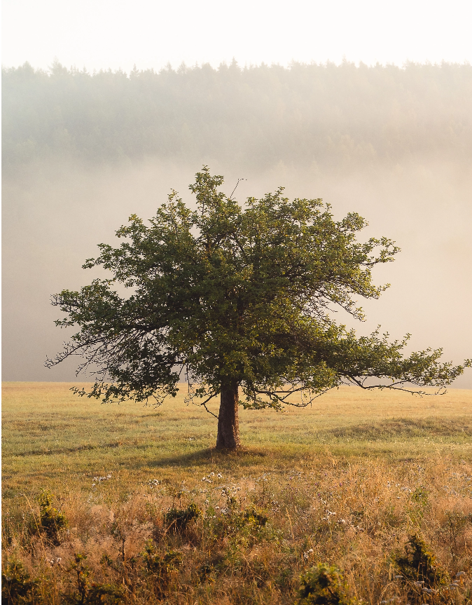 Psicóloga y Terapeuta Gestalt